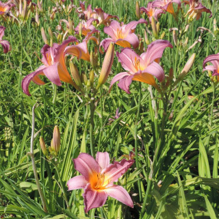 Plantes Vivaces HEMEROCALLIS 'Sugar Candy' - Hémérocalle en vente - Lis d'un jour en vente - Pépinière Lepage .