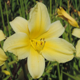 plantes-vivaces-hemerocallis-suzie-wong-hemerocalle-en-vente-lis-d-un-jour-en-vente-pepiniere-lepage-