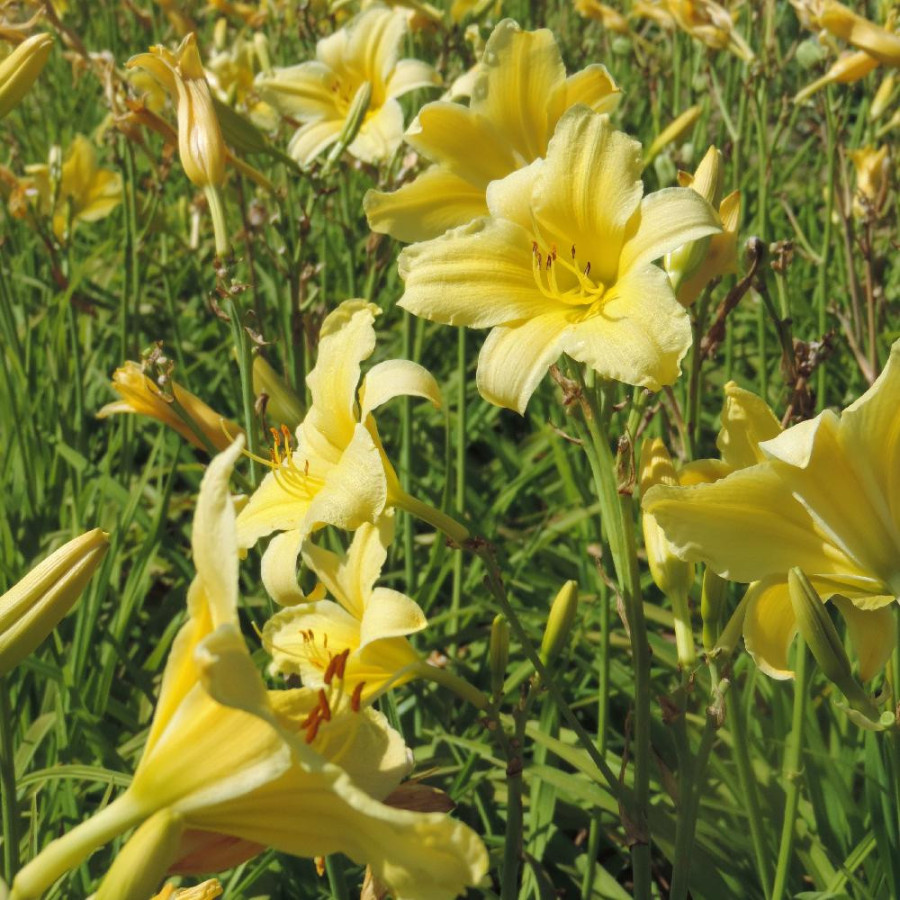 Plantes Vivaces HEMEROCALLIS 'Suzie Wong' - Hémérocalle en vente - Lis d'un jour en vente - Pépinière Lepage .