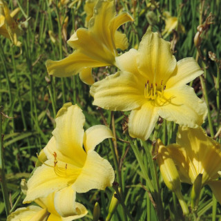 Plantes Vivaces HEMEROCALLIS 'Suzie Wong' - Hémérocalle en vente - Lis d'un jour en vente - Pépinière Lepage .