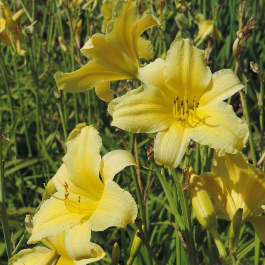 Plantes Vivaces HEMEROCALLIS 'Suzie Wong' - Hémérocalle en vente - Lis d'un jour en vente - Pépinière Lepage .