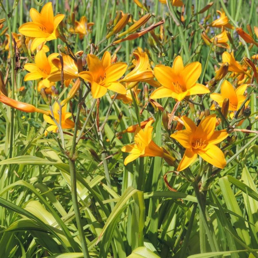 Plantes Vivaces HEMEROCALLIS 'Thumbelina' - Hémérocalle en vente - Lis d'un jour en vente - Pépinière Lepage .
