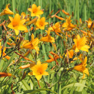 Plantes Vivaces HEMEROCALLIS 'Thumbelina' - Hémérocalle en vente - Lis d'un jour en vente - Pépinière Lepage .
