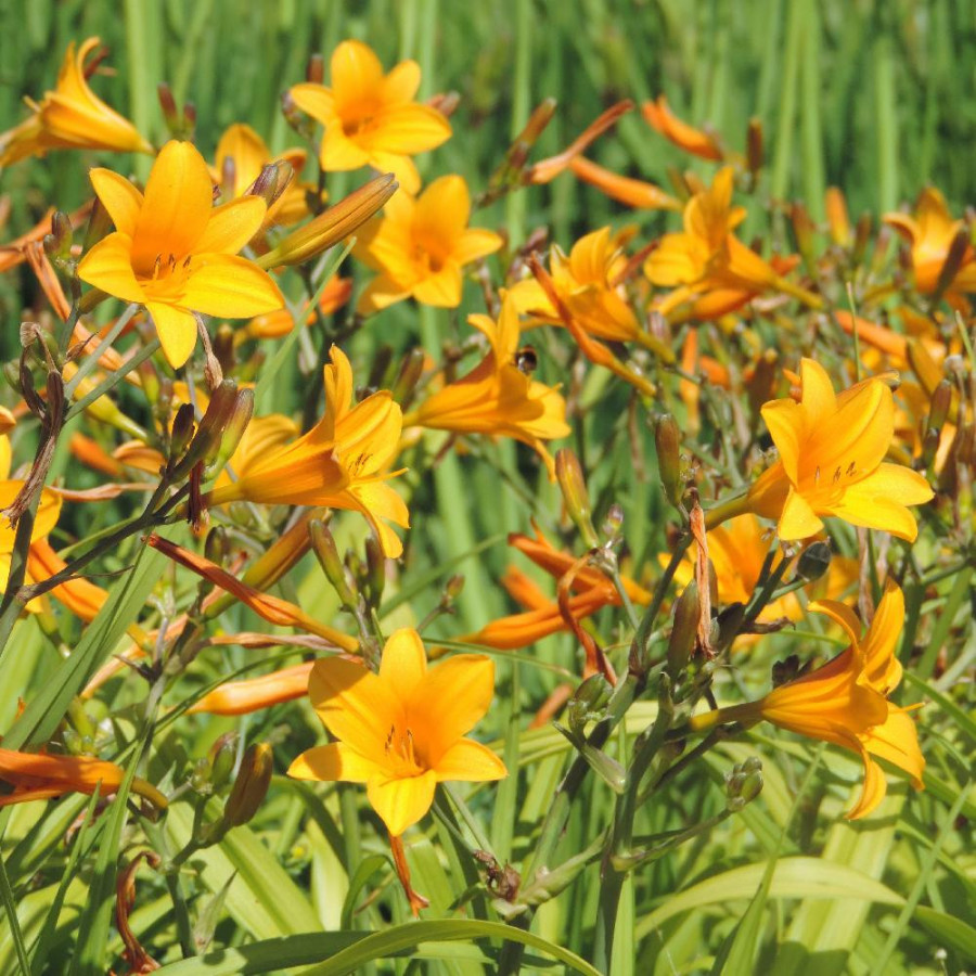 Plantes Vivaces HEMEROCALLIS 'Thumbelina' - Hémérocalle en vente - Lis d'un jour en vente - Pépinière Lepage .