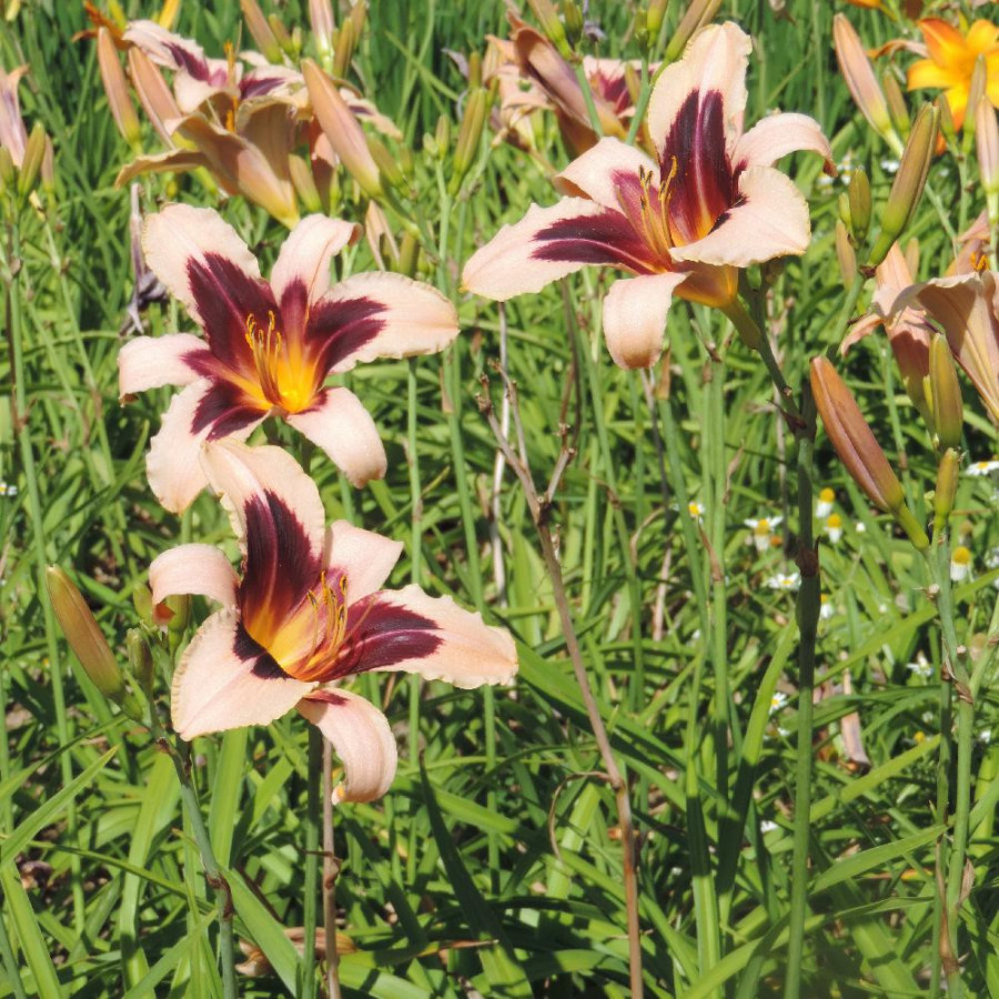 Plantes Vivaces HEMEROCALLIS 'Wild Horses' - Hémérocalle en vente - Lis d'un jour en vente - Pépinière Lepage .