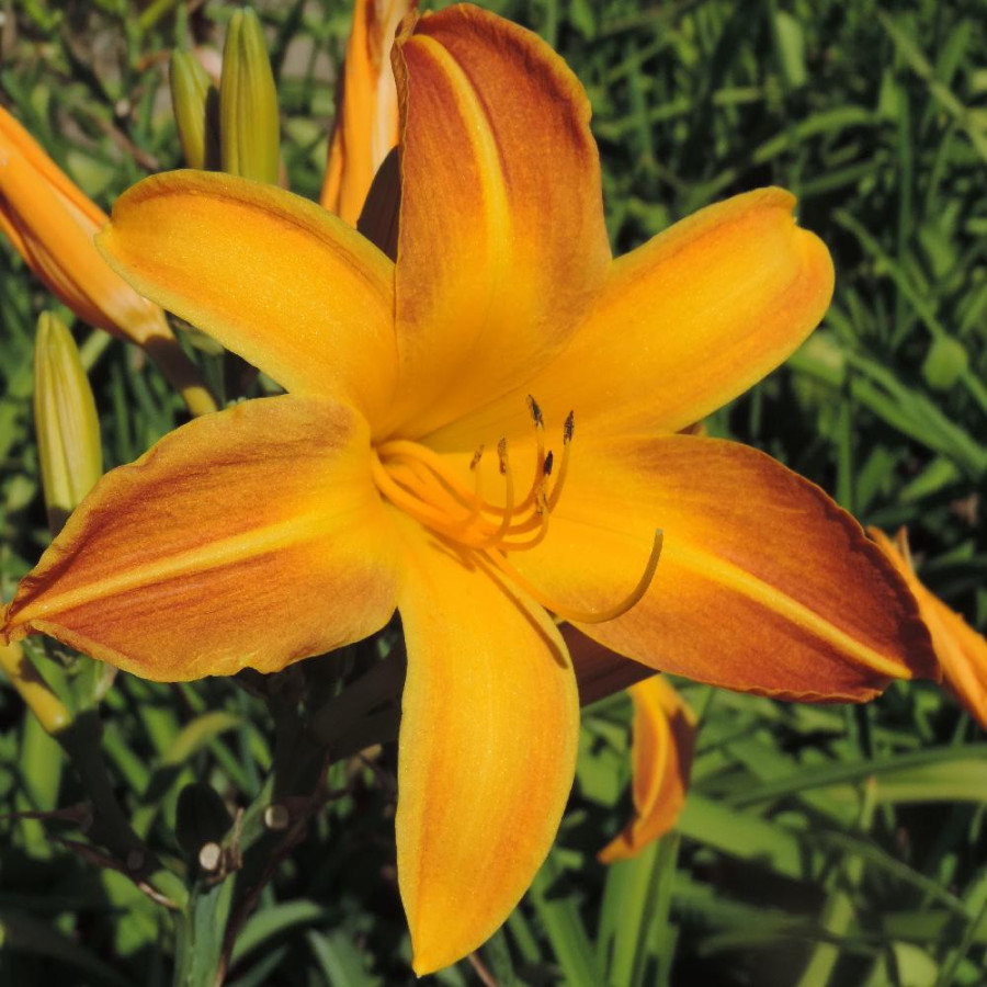 Plantes Vivaces HEMEROCALLIS 'Windsor Tan' - Hémérocalle en vente - Lis d'un jour en vente - Pépinière Lepage .