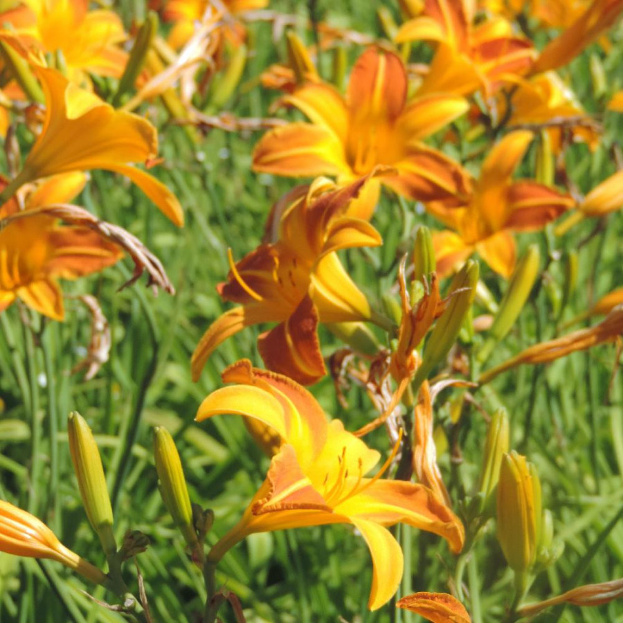Plantes Vivaces HEMEROCALLIS 'Windsor Tan' - Hémérocalle en vente - Lis d'un jour en vente - Pépinière Lepage .