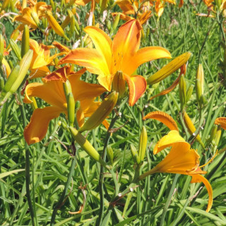 Plantes Vivaces HEMEROCALLIS 'Windsor Tan' - Hémérocalle en vente - Lis d'un jour en vente - Pépinière Lepage .