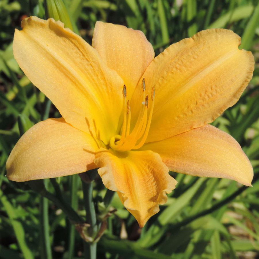 plantes-vivaces-hemerocallis-yankee-clipper-hemerocalle-en-vente-lis-d-un-jour-en-vente-pepiniere-lepage-
