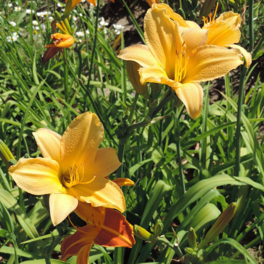 plantes-vivaces-hemerocallis-yankee-clipper-hemerocalle-en-vente-lis-d-un-jour-en-vente-pepiniere-lepage-