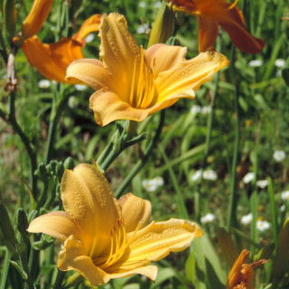 plantes-vivaces-hemerocallis-yankee-clipper-hemerocalle-en-vente-lis-d-un-jour-en-vente-pepiniere-lepage-
