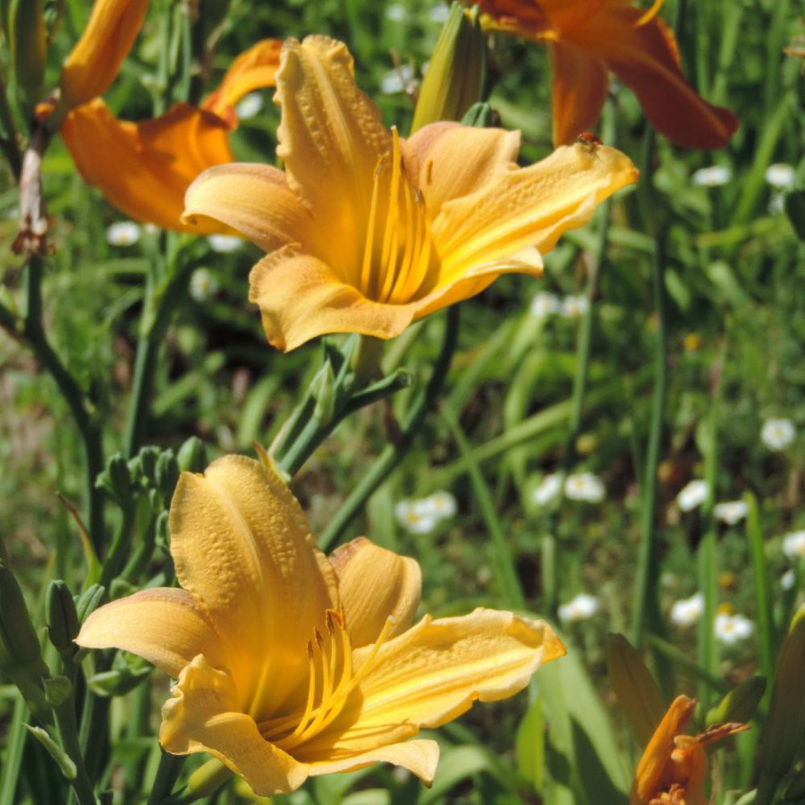 plantes-vivaces-hemerocallis-yankee-clipper-hemerocalle-en-vente-lis-d-un-jour-en-vente-pepiniere-lepage-