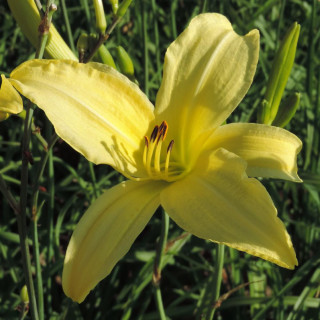 plantes-vivaces-hemerocallis-citrina-hemerocalle-en-vente-lis-d-un-jour-en-vente-pepiniere-lepage-