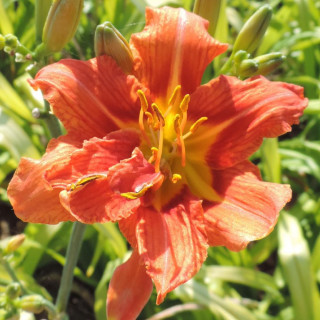 plantes-vivaces-hemerocallis-fulva-flore-pleno-hemerocalle-en-vente-lis-d-un-jour-en-vente-pepiniere-lepage-