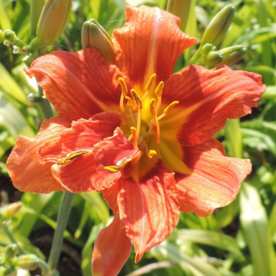Plantes Vivaces HEMEROCALLIS fulva 'Flore Pleno' - Hémérocalle en vente - Lis d'un jour en vente - Pépinière Lepage .