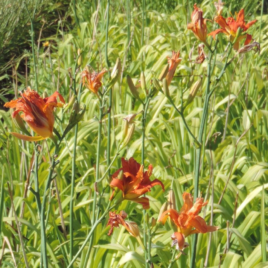 Plantes Vivaces HEMEROCALLIS fulva 'Flore Pleno' - Hémérocalle en vente - Lis d'un jour en vente - Pépinière Lepage .