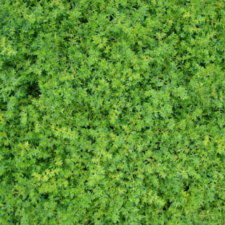 plantes-vivaces-herniaria-glabra-herniaire-en-vente-millegraine-en-vente-pepiniere-lepage-