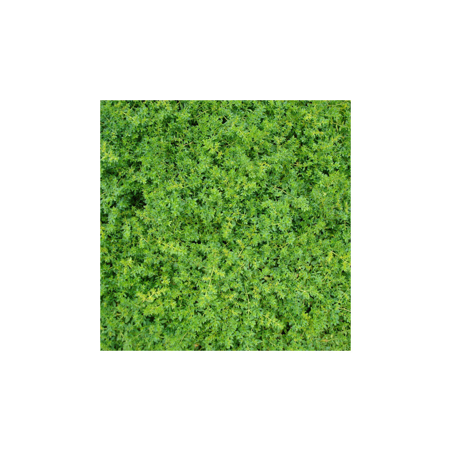 Plantes Vivaces HERNIARIA glabra - Herniaire en vente - Millegraine en vente - Pépinière Lepage .