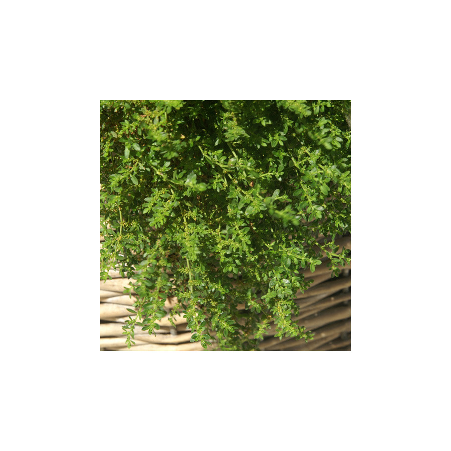 Plantes Vivaces HERNIARIA glabra - Herniaire en vente - Millegraine en vente - Pépinière Lepage .