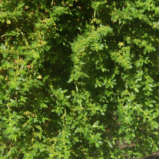 Plantes Vivaces HERNIARIA glabra - Herniaire en vente - Millegraine en vente - Pépinière Lepage .