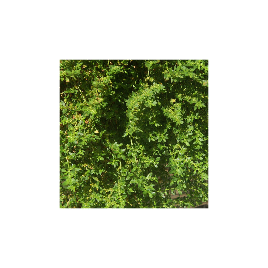 Plantes Vivaces HERNIARIA glabra - Herniaire en vente - Millegraine en vente - Pépinière Lepage .