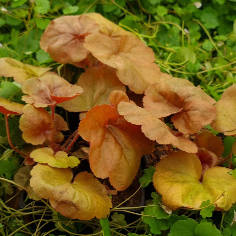 Plantes Vivaces HEUCHERA 'Apricot' - Heuchère en vente - Pépinière Lepage .