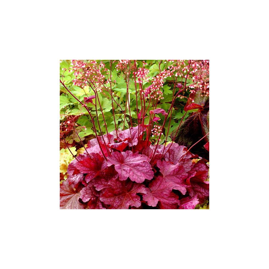 Plantes Vivaces HEUCHERA 'Berry Smoothie' ® - Heuchère en vente - Pépinière Lepage .