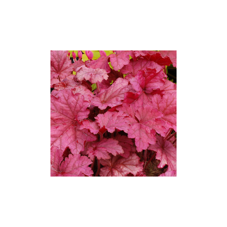 Plantes Vivaces HEUCHERA 'Berry Smoothie' ® - Heuchère en vente - Pépinière Lepage .