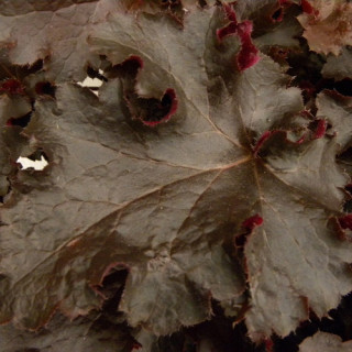 plantes-vivaces-heuchera-black-beauty-R-heuchere-en-vente-pepiniere-lepage-