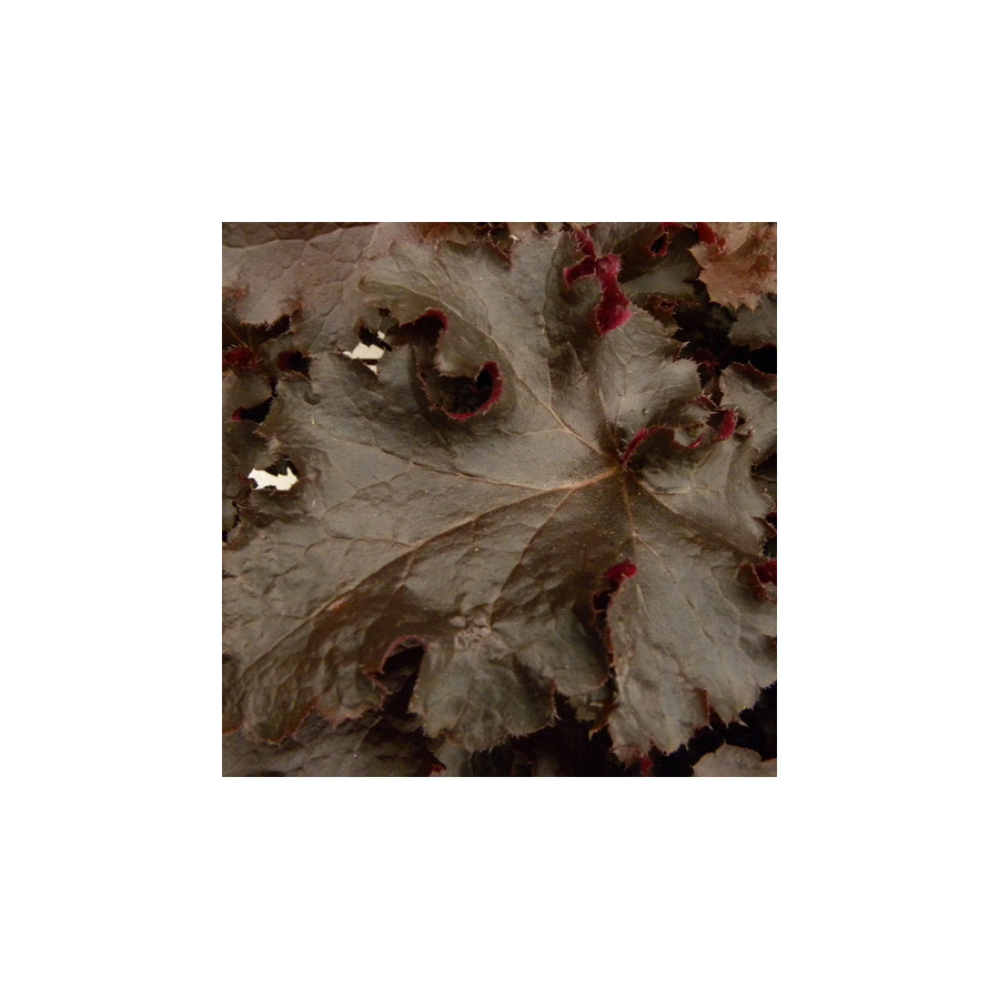 plantes-vivaces-heuchera-black-beauty-R-heuchere-en-vente-pepiniere-lepage-