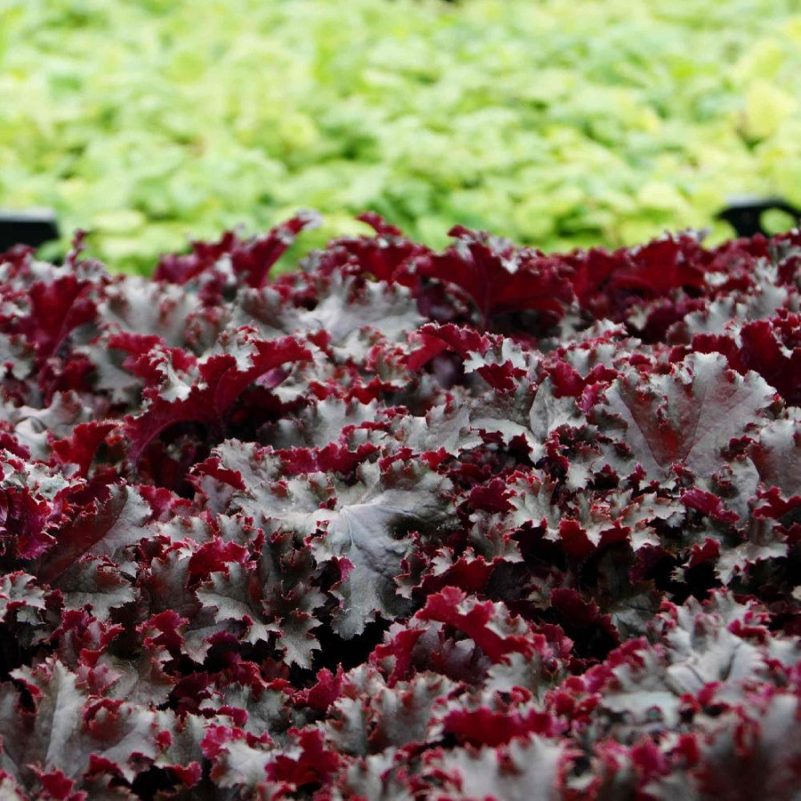 HEUCHERA 'Black Taffeta'