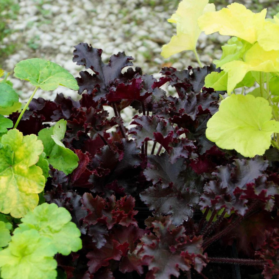 HEUCHERA 'Black Taffeta'