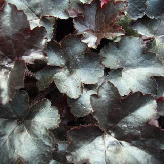 plantes-vivaces-heuchera-blackout-heuchere-en-vente-pepiniere-lepage-