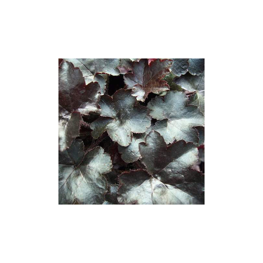 Plantes Vivaces HEUCHERA 'Blackout' - Heuchère en vente - Pépinière Lepage .