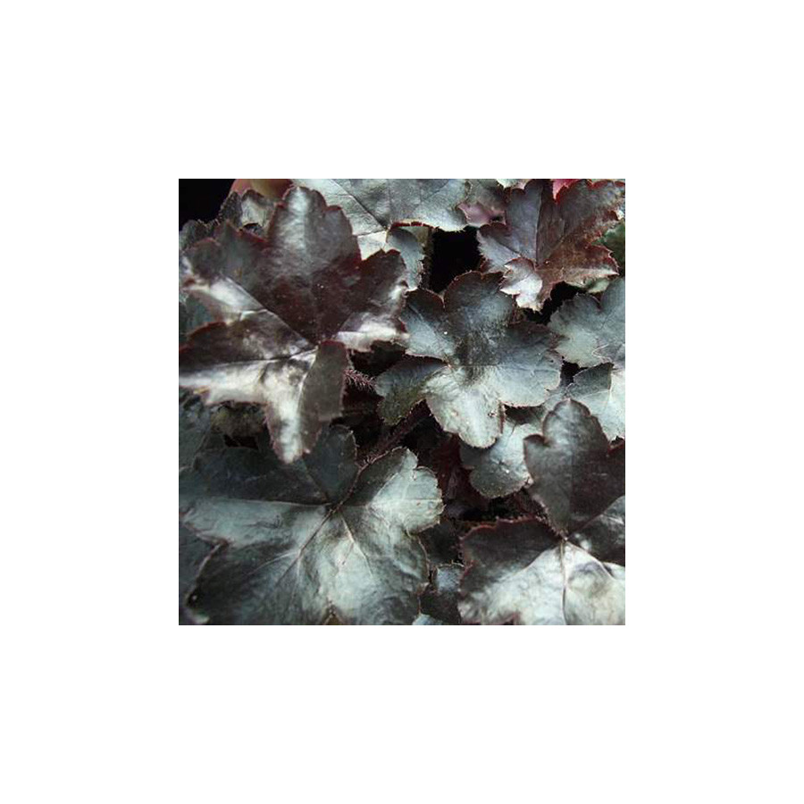Plantes Vivaces HEUCHERA 'Blackout' - Heuchère en vente - Pépinière Lepage .
