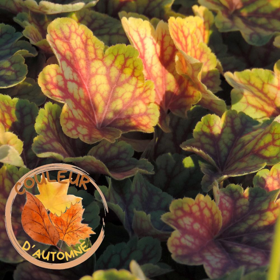 Plantes Vivaces HEUCHERA 'Blondie in Lime' (Little Cutie Series) ® - Heuchère en vente - Pépinière Lepage .