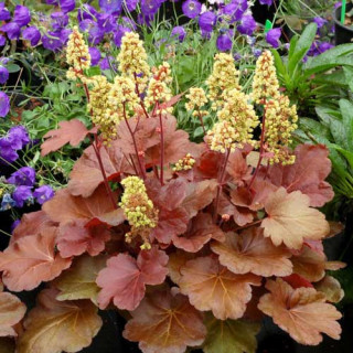 plantes-vivaces-heuchera-blondie-little-cutie-series-R-heuchere-en-vente-pepiniere-lepage-