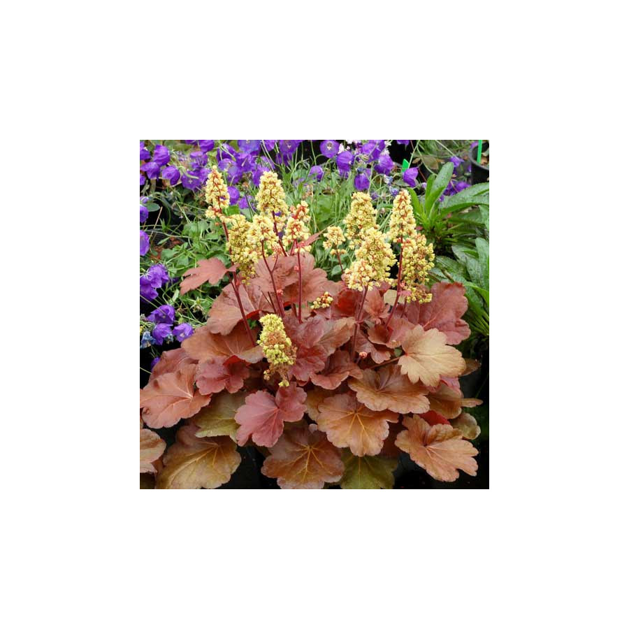 Plantes Vivaces HEUCHERA 'Blondie' (Little Cutie Series) ®         - Heuchère en vente - Pépinière Lepage .