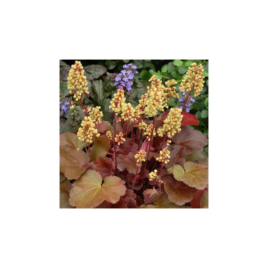 Plantes Vivaces HEUCHERA 'Blondie' (Little Cutie Series) ®         - Heuchère en vente - Pépinière Lepage .