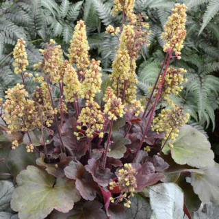 Plantes Vivaces HEUCHERA 'Blondie' (Little Cutie Series) ®         - Heuchère en vente - Pépinière Lepage .