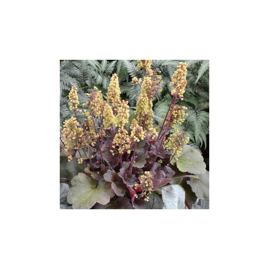 Plantes Vivaces HEUCHERA 'Blondie' (Little Cutie Series) ®         - Heuchère en vente - Pépinière Lepage .
