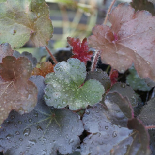 plantes-vivaces-heuchera-cappuccino-heuchere-en-vente-pepiniere-lepage-