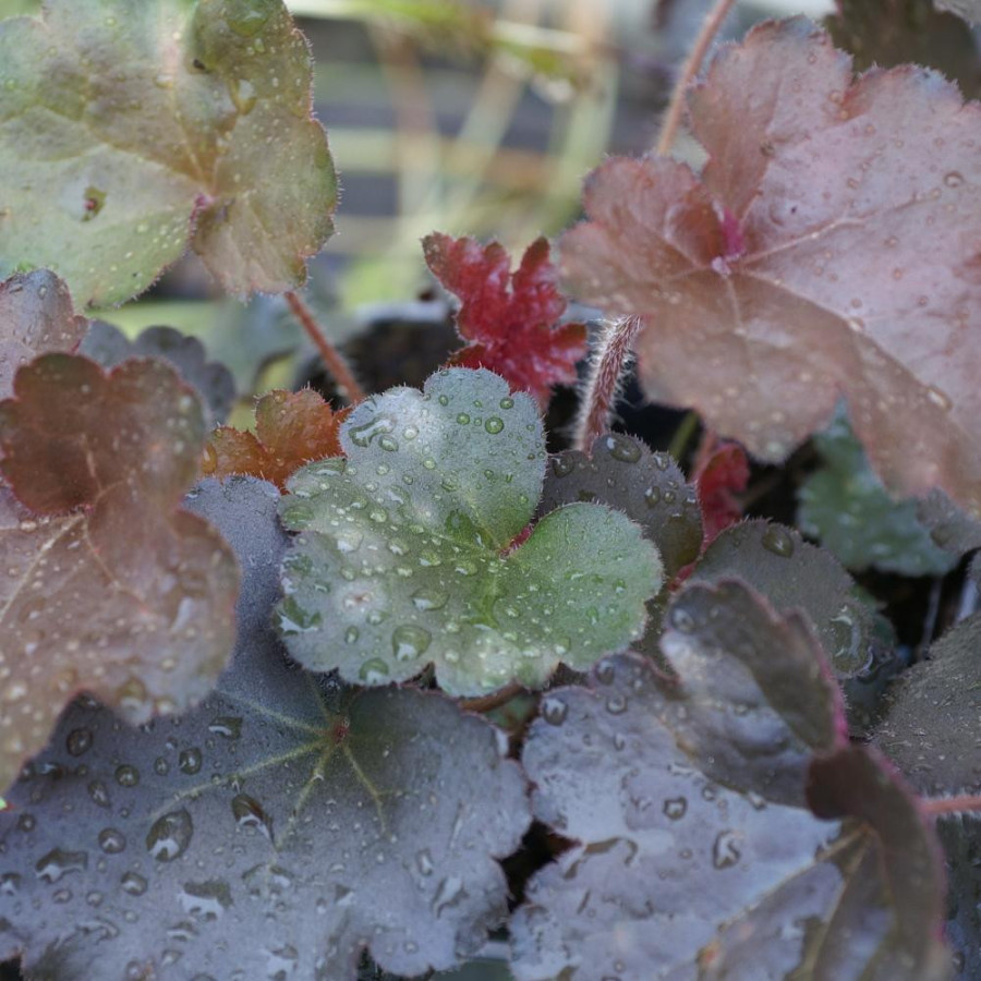 Plantes Vivaces HEUCHERA 'Cappuccino' - Heuchère en vente - Pépinière Lepage .