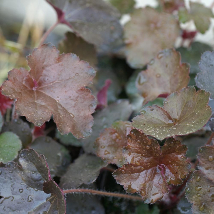 Plantes Vivaces HEUCHERA 'Cappuccino' - Heuchère en vente - Pépinière Lepage .