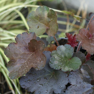 Plantes Vivaces HEUCHERA 'Cappuccino' - Heuchère en vente - Pépinière Lepage .
