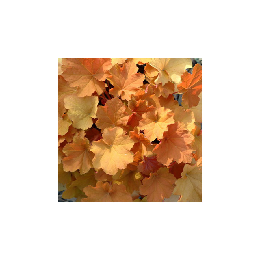 Plantes Vivaces HEUCHERA 'Caramel' ® - Heuchère en vente - Pépinière Lepage .