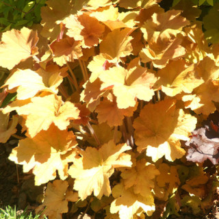 Plantes Vivaces HEUCHERA 'Caramel' ® - Heuchère en vente - Pépinière Lepage .