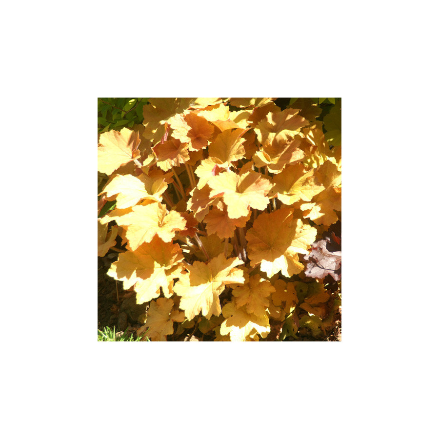 Plantes Vivaces HEUCHERA 'Caramel' ® - Heuchère en vente - Pépinière Lepage .