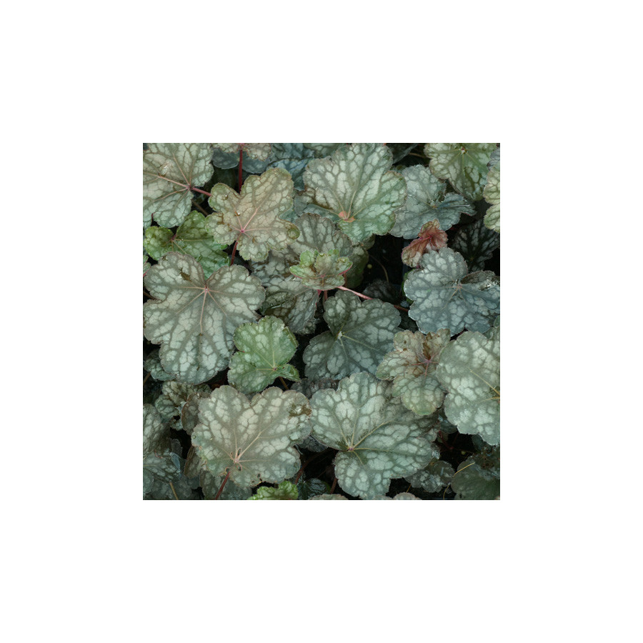 Plantes Vivaces HEUCHERA 'Cascade Dawn' - Heuchère en vente - Pépinière Lepage .