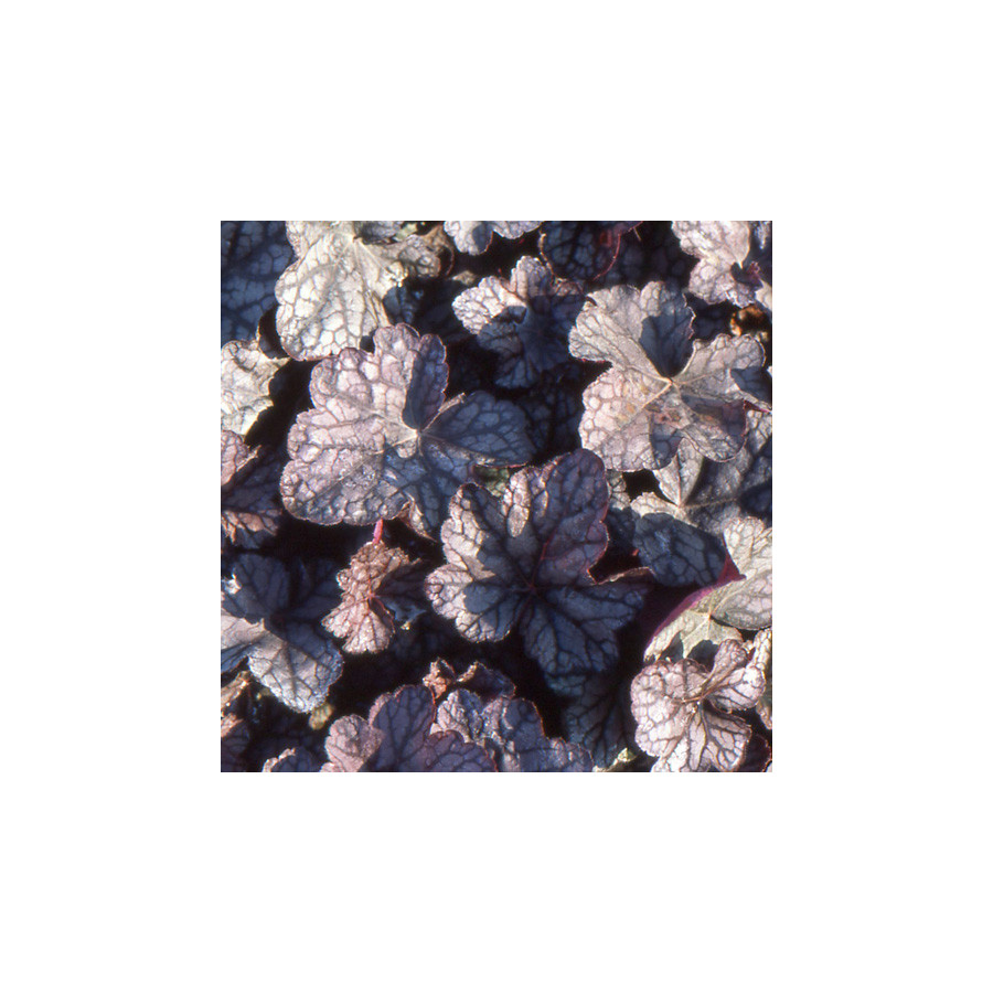 Plantes Vivaces HEUCHERA 'Cascade Dawn' - Heuchère en vente - Pépinière Lepage .